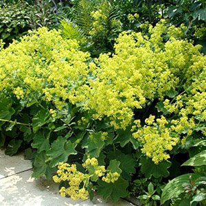 Манжетка мягкая "Robustica"