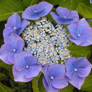 Гортензия крупнолистная "Blaumeise"