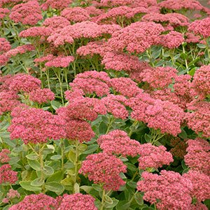 Очиток обыкновенный "Herbstfreude"