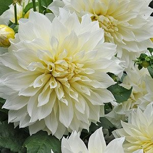 Георгина "Fleurel"