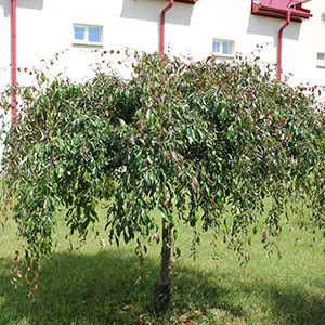 Яблоня декоративная "Purpurea Pendula"