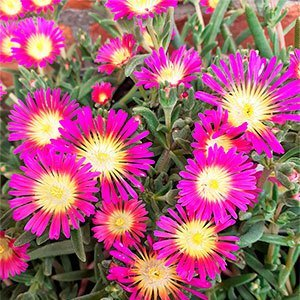 Делосперма купера "Suntropic Purple"