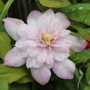 Клематис "Innocent Blush"