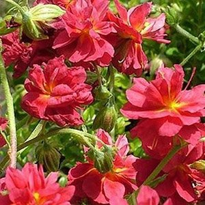 Солнцецвет (Гелиантемум) монетолистный "Cerise Queen"