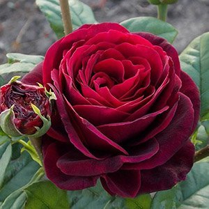 Роза "Astrid Grafin von Hardenberg"