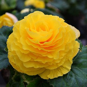 Бегония "Yellow"