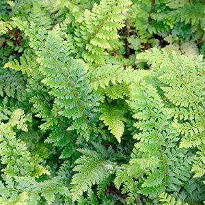 Многорядник щетинковый "Plumoso-densum"