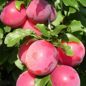 Алыча "Кубанская Комета"