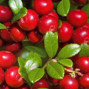 Брусника "Red Pearl"