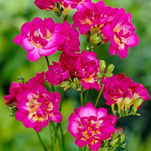 Фрезия "Double Pink"