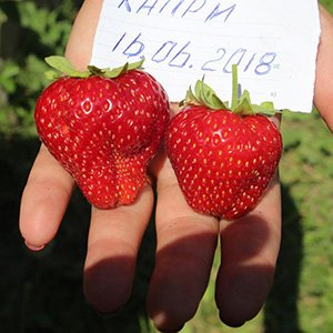 Клубника "Капри"