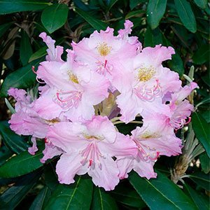 Рододендрон Смирнова