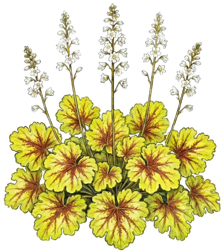 Гейхерелла 