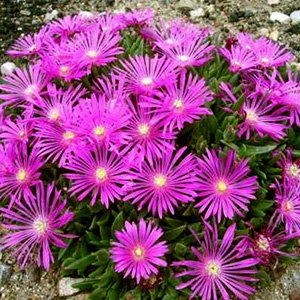 Делосперма купера "Ice Cream Purple"