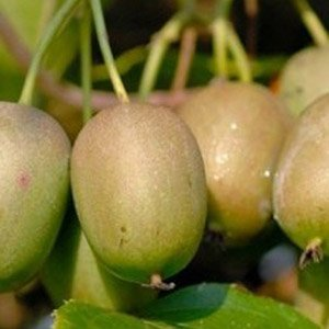 Актинидия аргута "Золотая Коса"