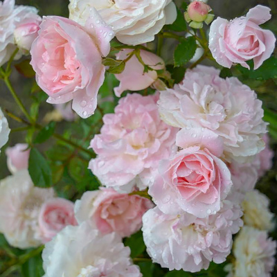 Роза "Morden Blush"