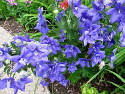 Платикодон (Ширококолокольчик) крупноцветковый "Codo Double Blue"