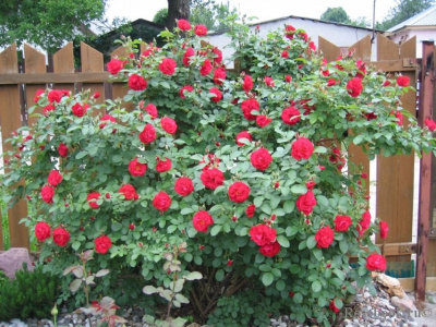 Шиповник (роза) сортовой "Hansaland"