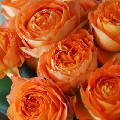 Роза "Orange Romantica"