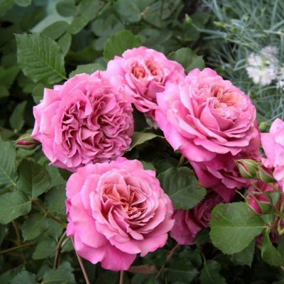 Роза "Agnes Schilliger"