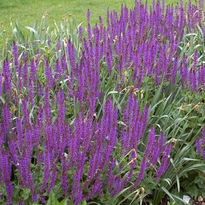 Шалфей дубравный "Konigin Violet"