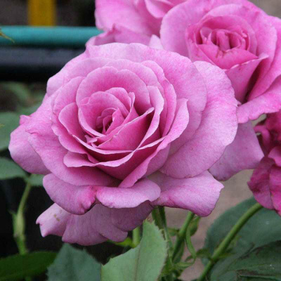 Роза "Violette Parfumee"