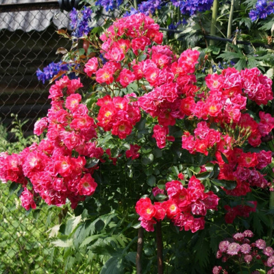 Роза "Fuchsia"