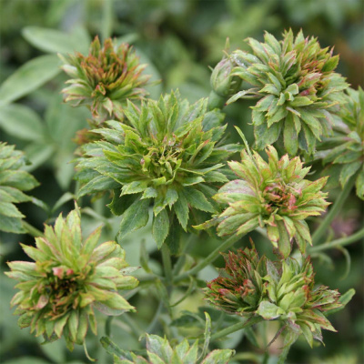 Роза "Viridiflora"