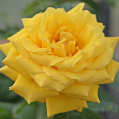 Роза "Goldstern"