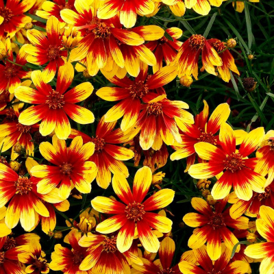 Кореопсис мутовчатый "Corleone Red Yellow"