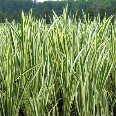 Аир болотный "Variegatus"
