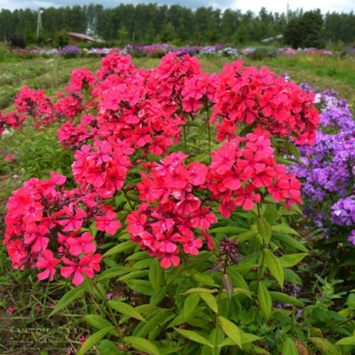Флокс метельчатый "Маргарита"
