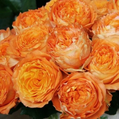 Роза "Orange Romantica"
