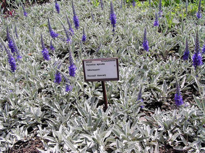 Вероника седая "Silberteppich"
