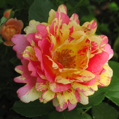 Роза "Rose des Cisterciens"