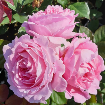 Роза "Rosengrafin Marie Henriette"