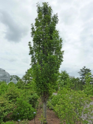 Дуб болотный "Green Pillar"