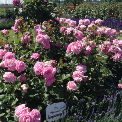 Роза "Rosengrafin Marie Henriette"