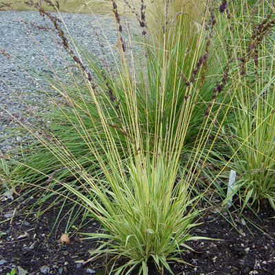 Молиния голубая "Variegata"