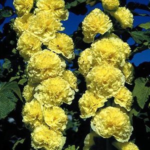 Мальва розовая "Chaters Double Yellow"