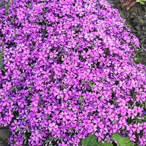 Флокс шиловидный "Purple Beauty"