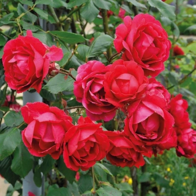 Роза "Paul's Scarlet Climber"