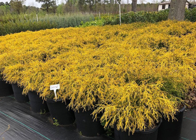 Кипарисовик горохоплодный "Golden Mop"