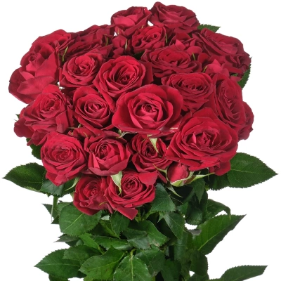 Роза "Rubicon"