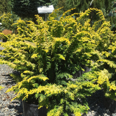 Кипарисовик горохоплодный "Fernspray Gold"