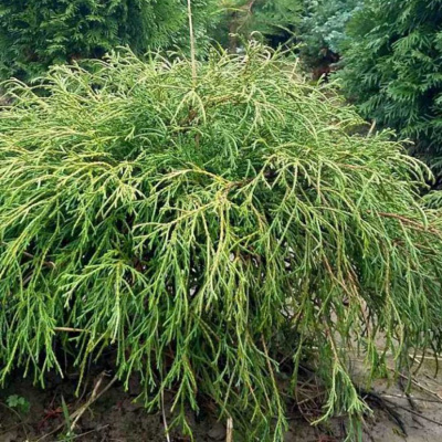 Кипарисовик горохоплодный "Filifera Nana"